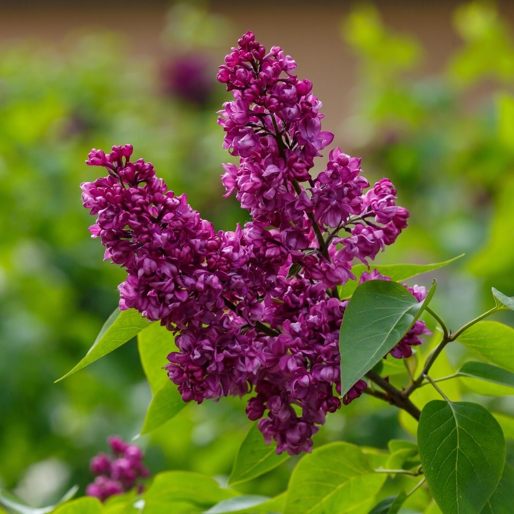 Lilas commun double Charles Joly main product photo