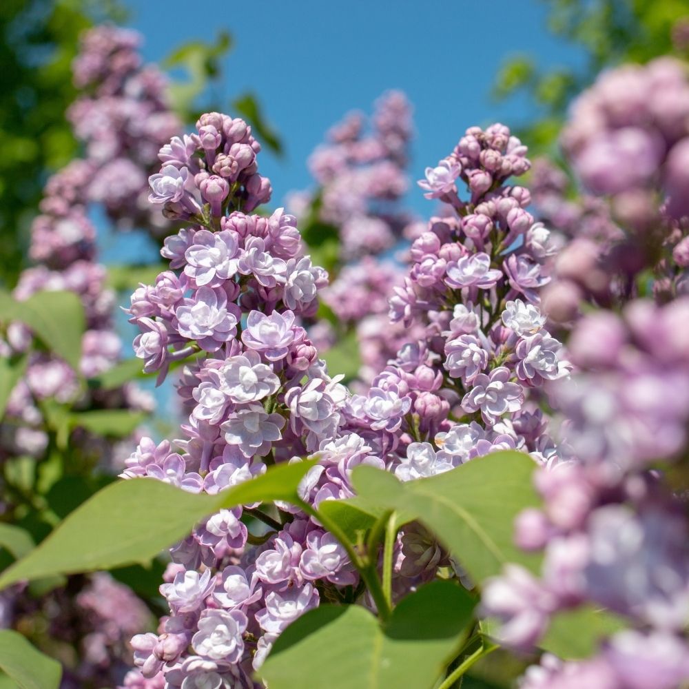 Lilas commun double Michel Buchner main product photo