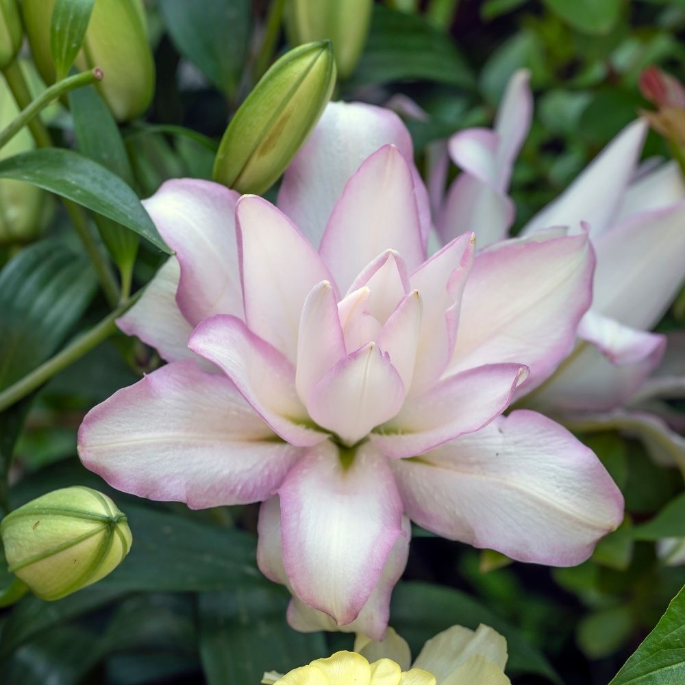 Lis oriental Roselily Anouska main product photo