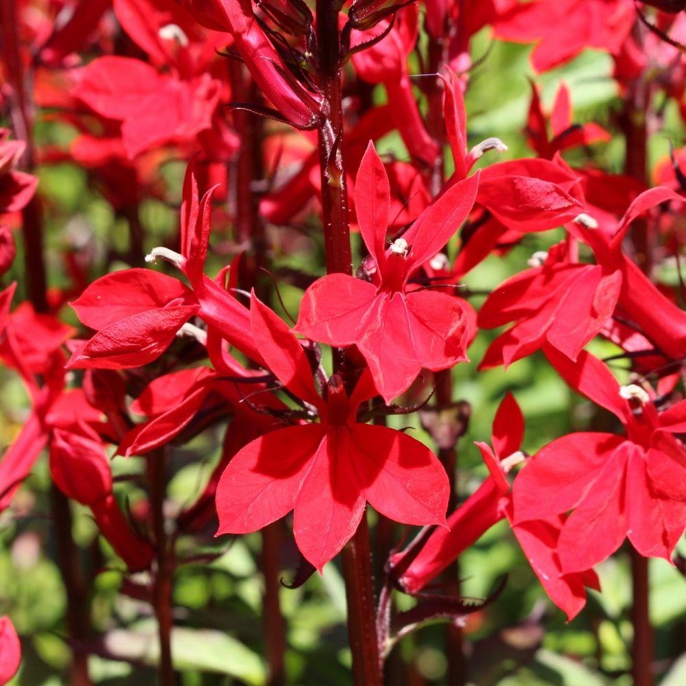 Lobelia Queen Victoria main product photo