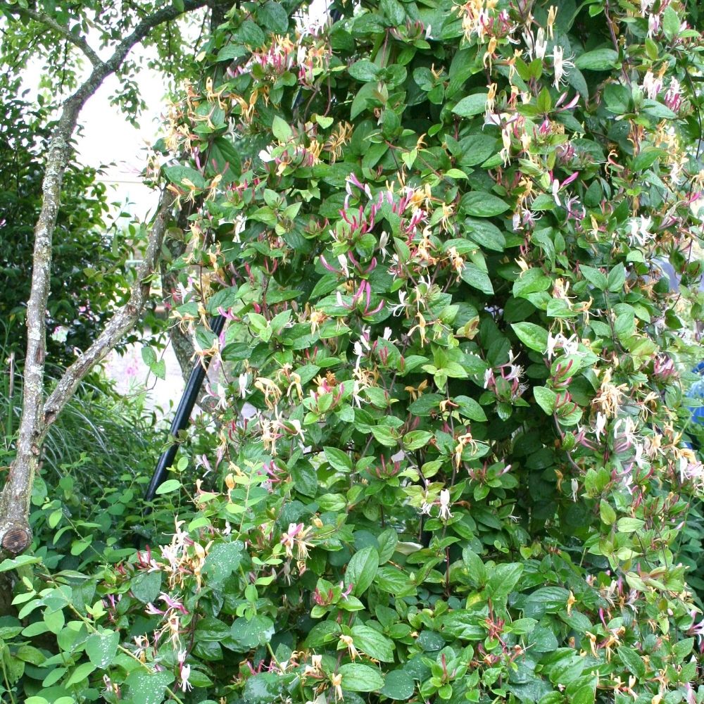 Chèvrefeuille du Japon ou Lonicera japonica 'Chinensis' main product photo
