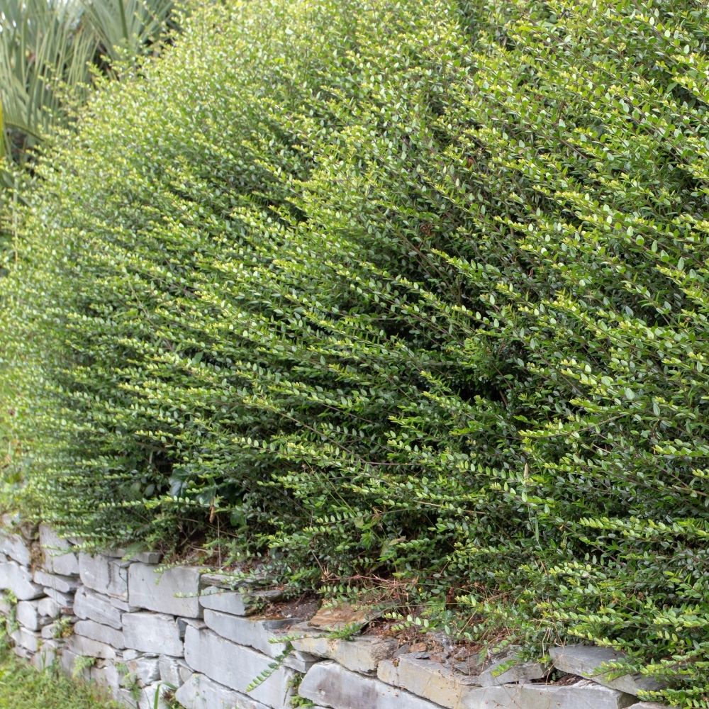 Chèvrefeuille arbustif ou Lonicera nitida Tidy Tips ‘Panmin’ en boule main product photo