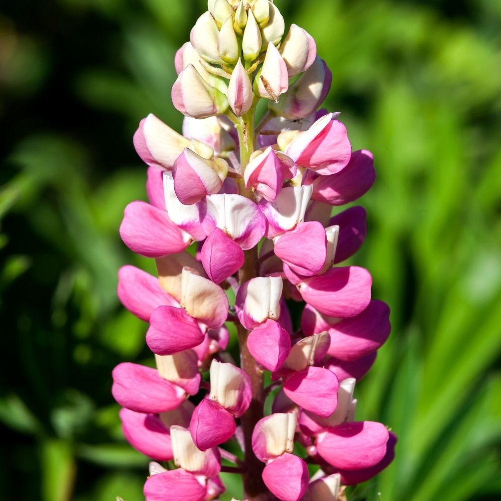 Lupin La Chatelaine rose main product photo