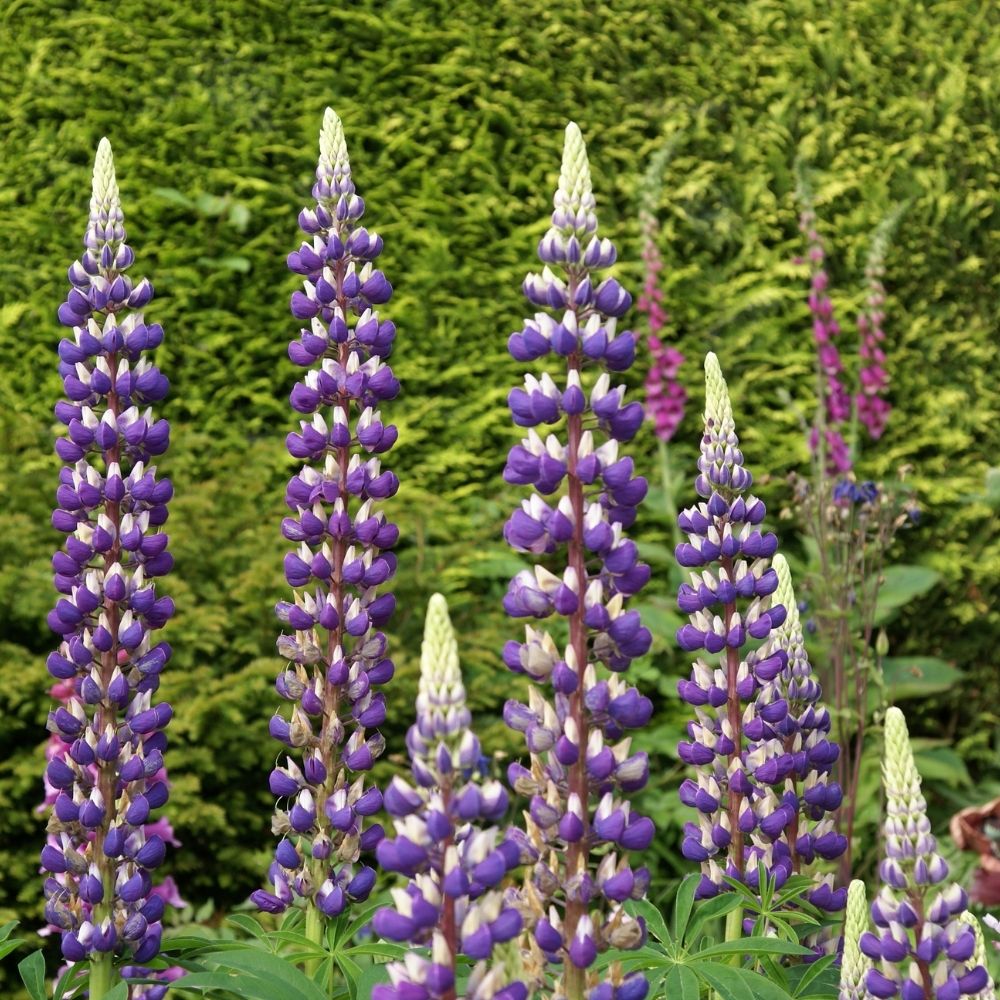 Lupin Le Gentilhomme bleu main product photo