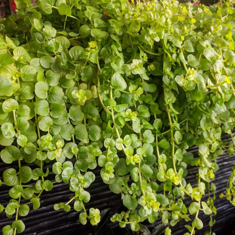 Lysimachia nummularia aurea main product photo