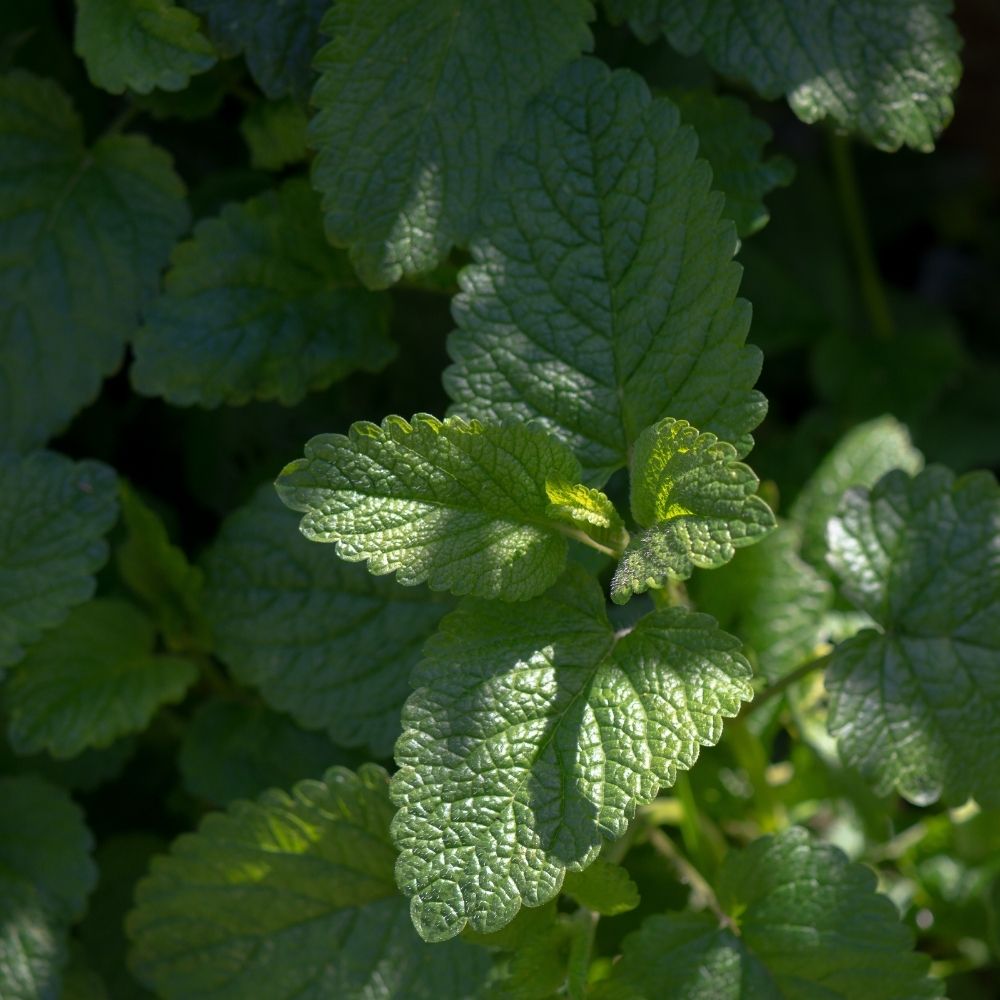 Mélisse officinale Citronnelle BIO main product photo