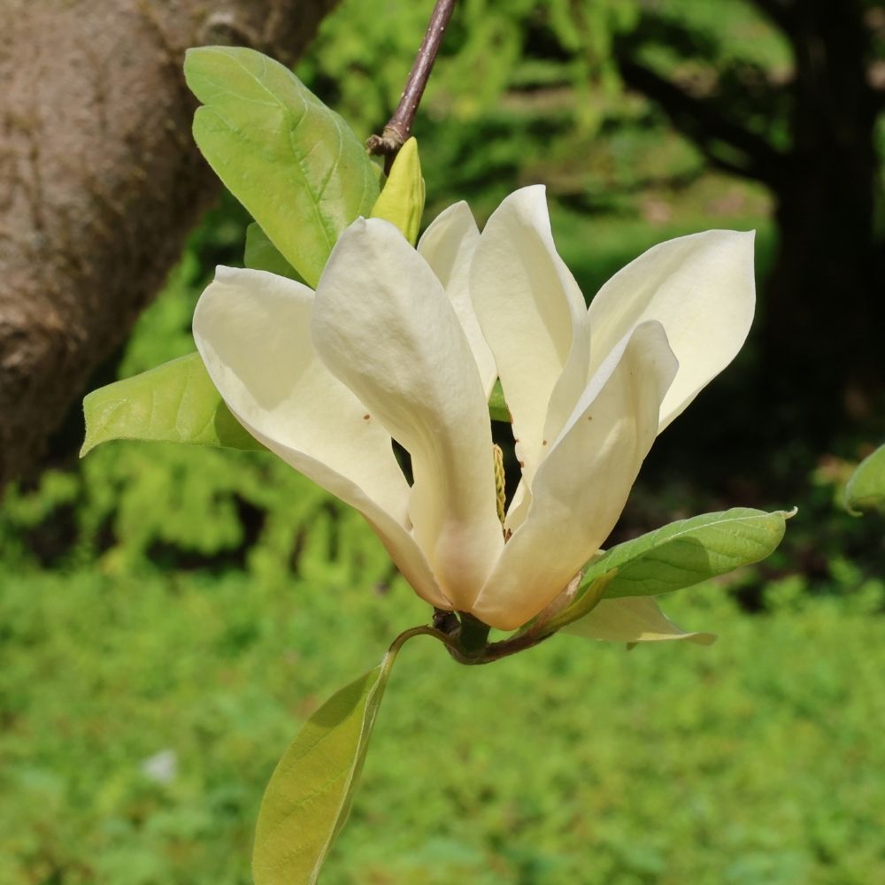 Magnolia jaune, Magnolia x ‘Yellow Lantern’ main product photo