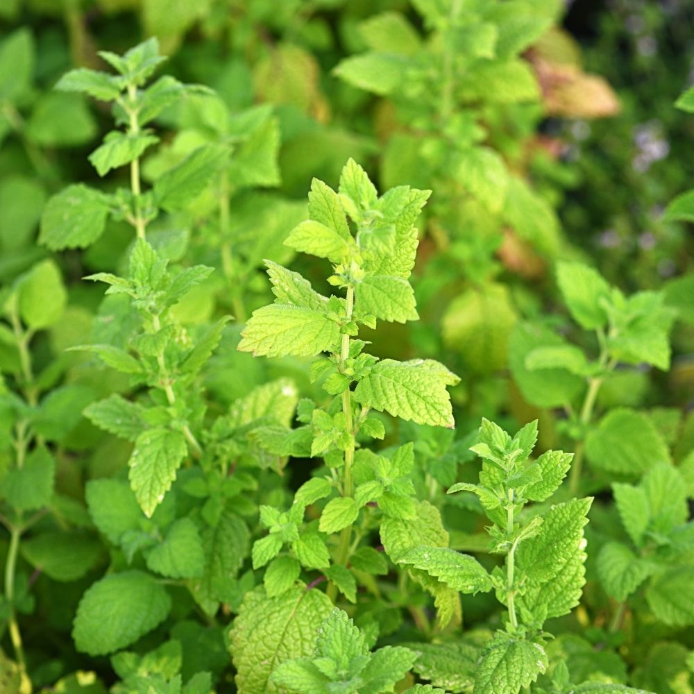 Menthe Fraise Strawberry Mint main product photo