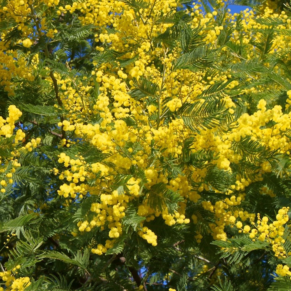 Mimosa d’hiver Le Gaulois, Acacia dealbata main product photo