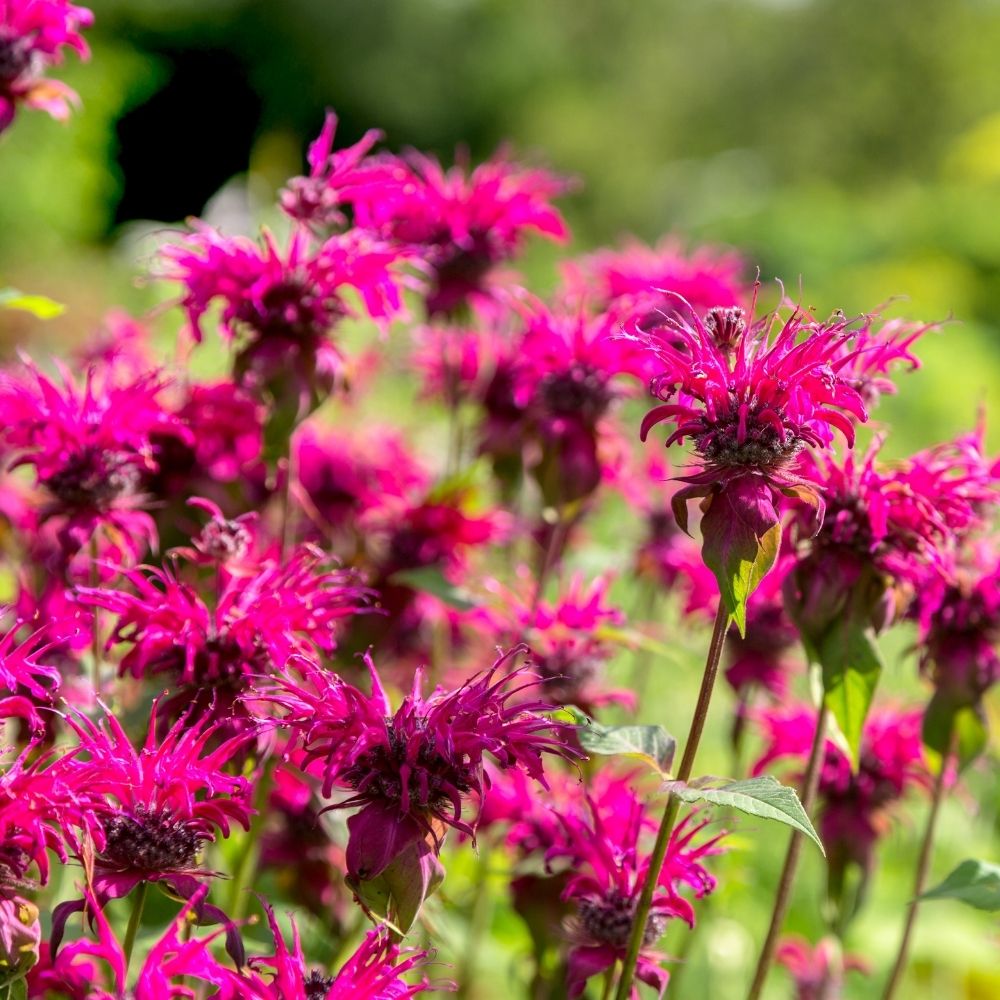 Monarde, Bergamote Scorpion main product photo