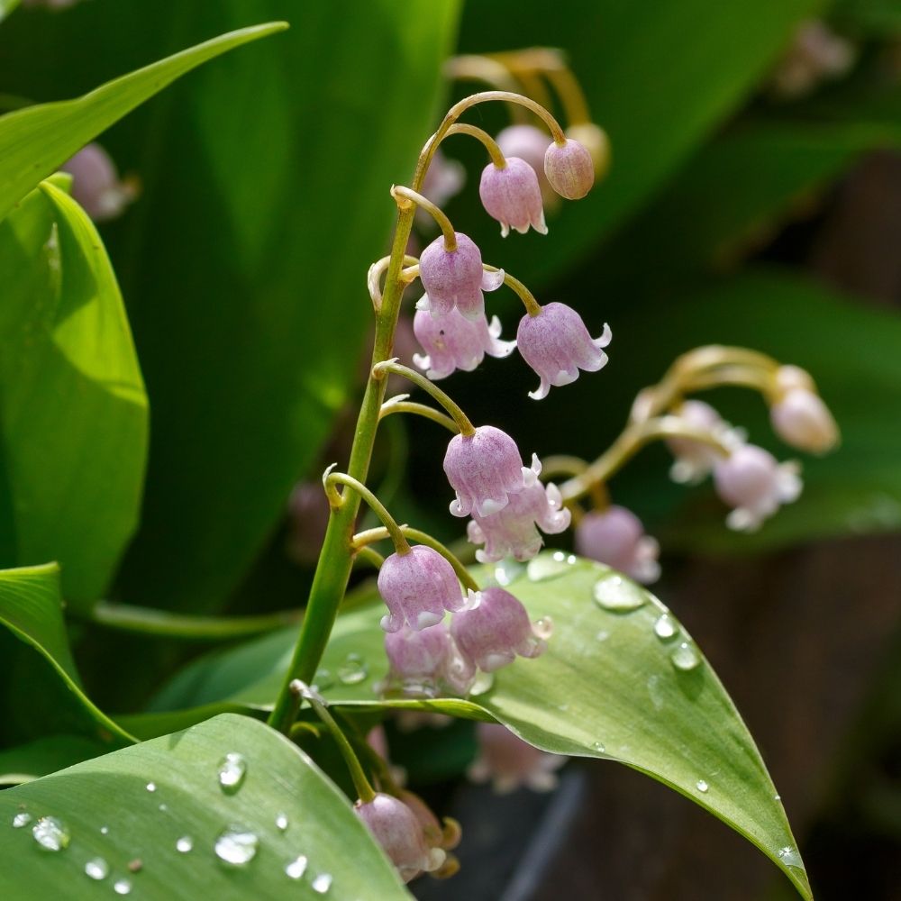 Muguet rose main product photo