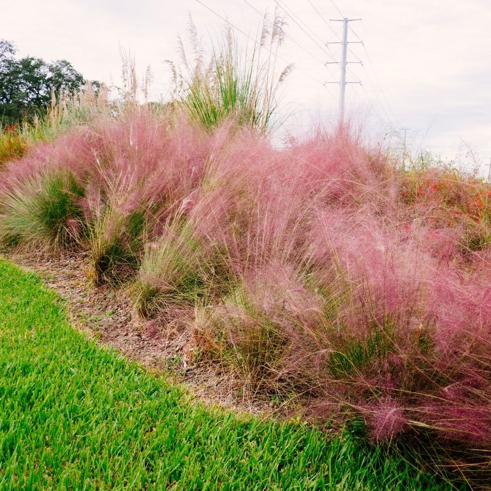 Muhlenbergia capillaris main product photo