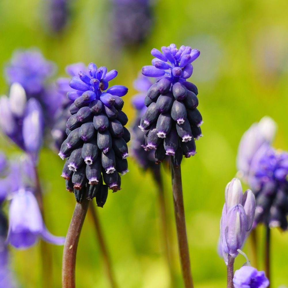 Muscari neglectum main product photo