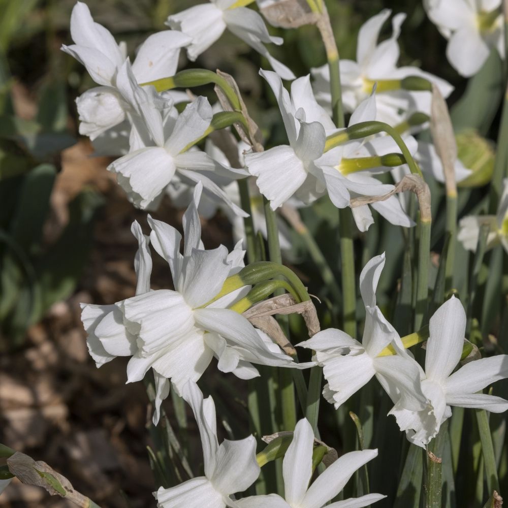 Narcisse botanique Thalia main product photo