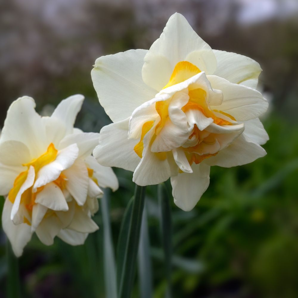 Narcisse double White Lion main product photo