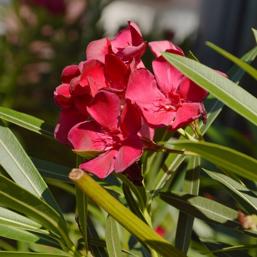 Laurier-rose ou Nerium oleander Jannoch main product photo