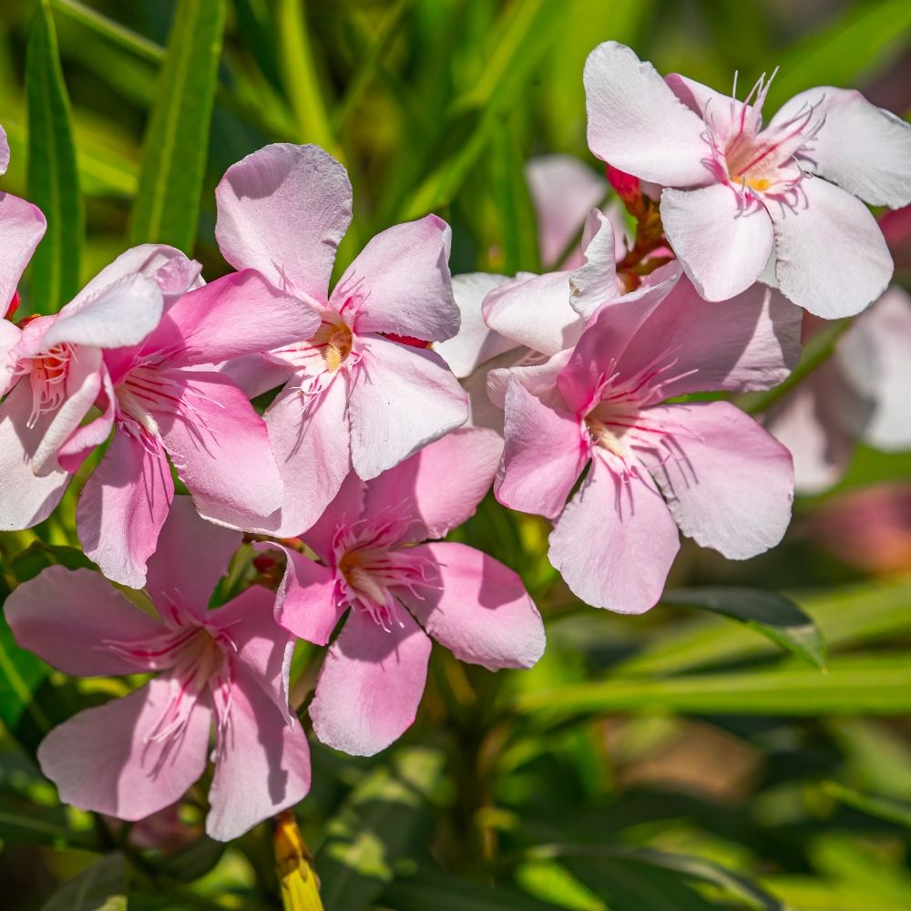 Laurier-rose ou Nerium oleander Sealy Pink main product photo