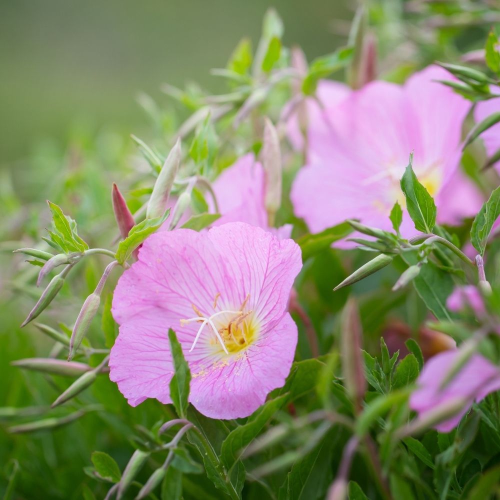 Oenothère speciosa rose main product photo