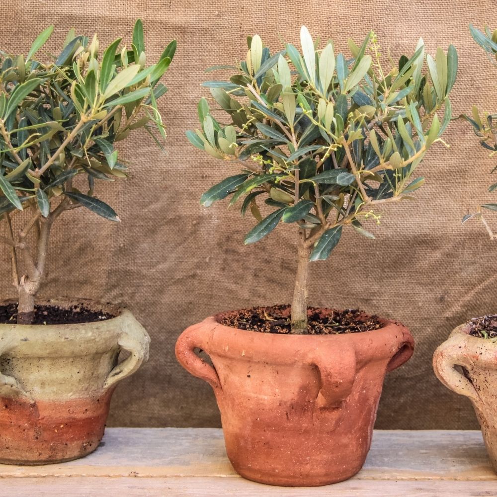 Olivier ¼ tige ou Olea europaea main product photo