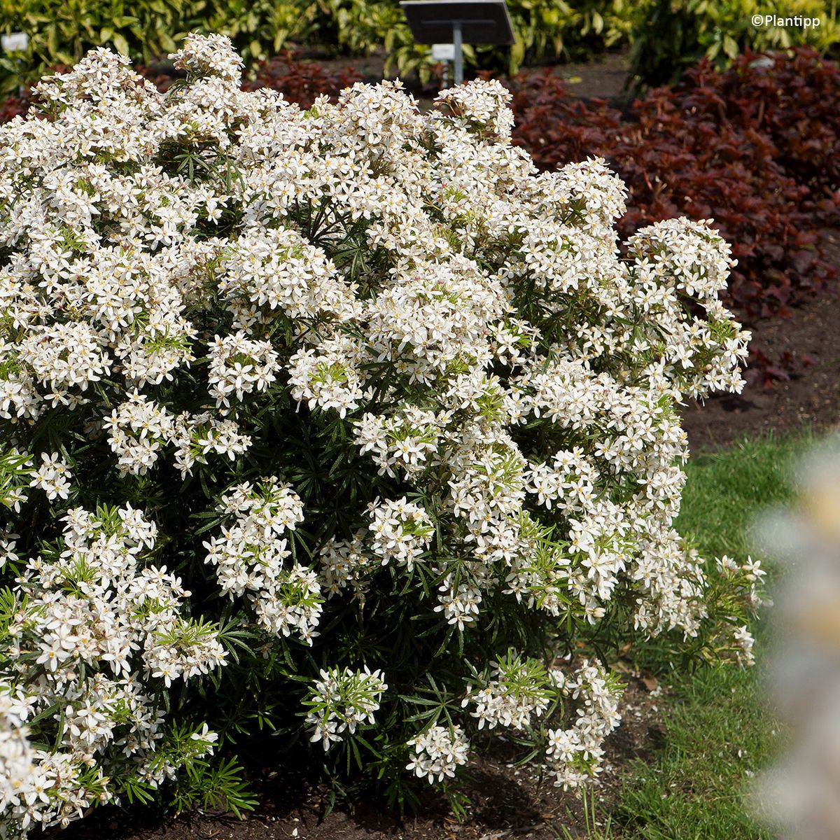 Oranger du Mexique nain 'White Dazzler' main product photo