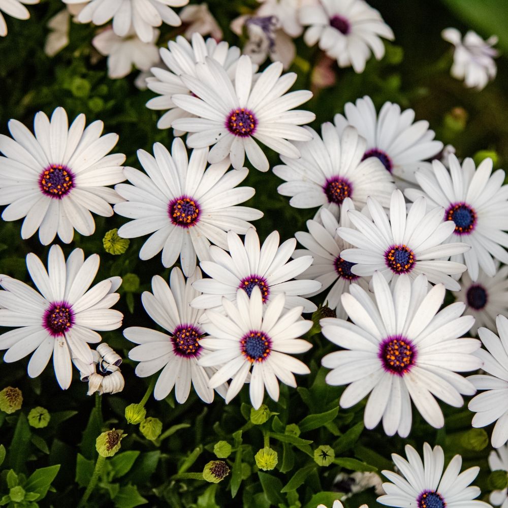 Ostéospermum CAPE DAISY White main product photo