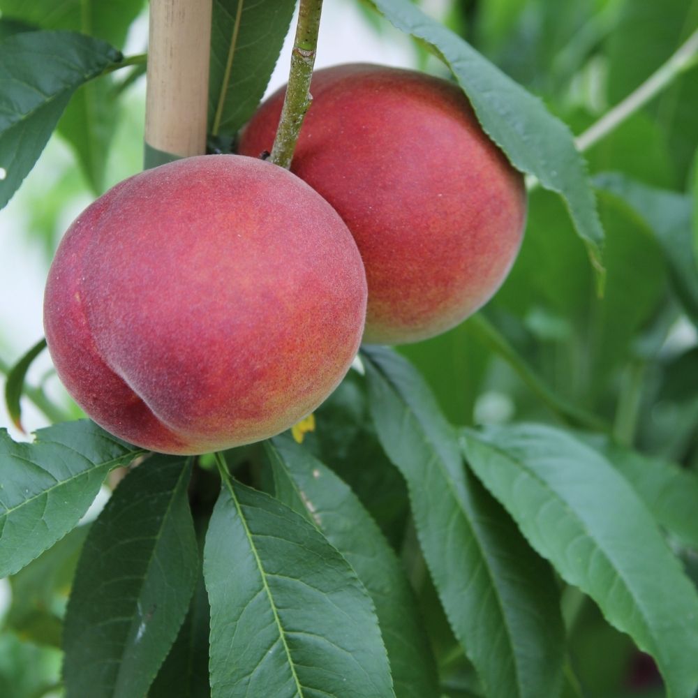 Pêcher Redwing main product photo