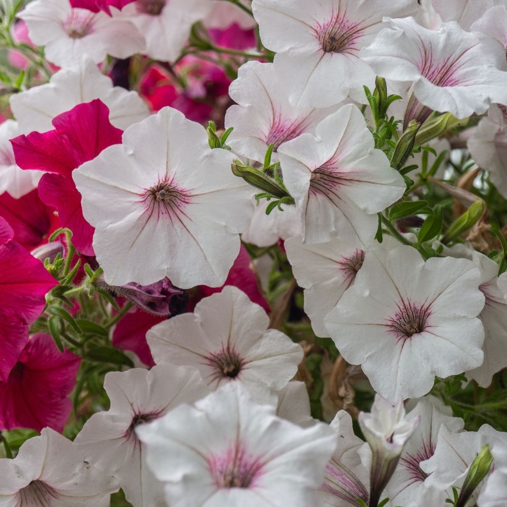 Pétunia SUPERTUNIA Vista Silverberry main product photo