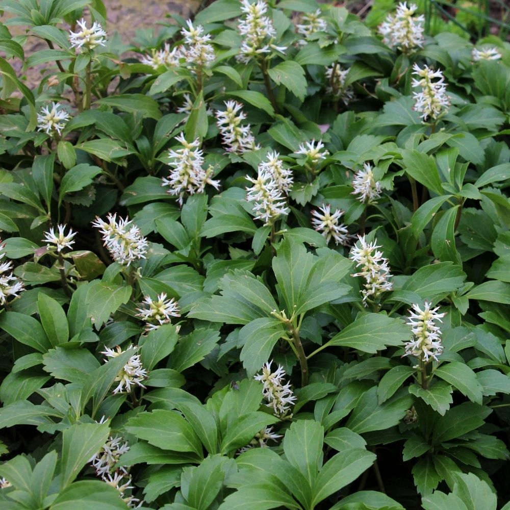 Pachysandra terminalis main product photo
