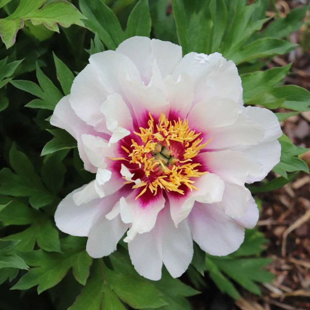Pivoine hybride intersectionnel ou Paeonia X Itoh Cora Louise main product photo