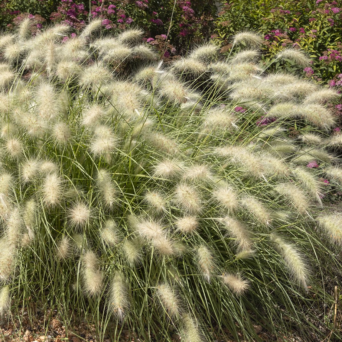 Herbe aux écouvillons, Pennisetum villosum main product photo