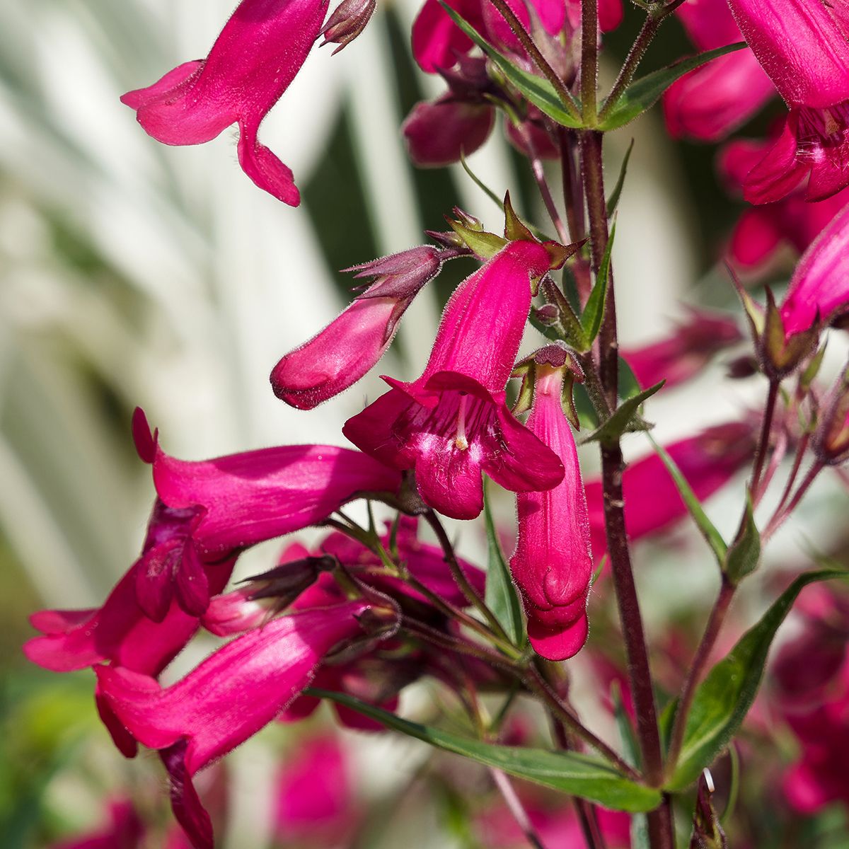 Penstemon hybride Schoenholzeri main product photo