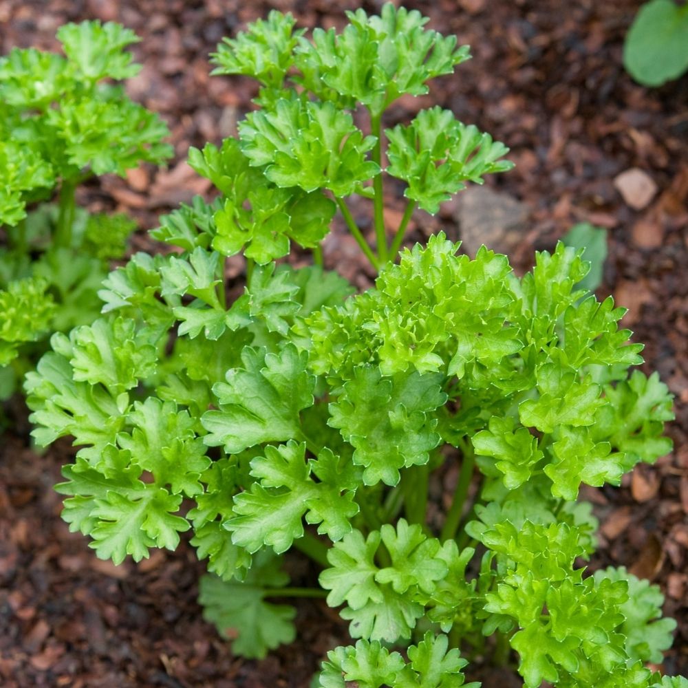 Persil à feuilles Géant d'Italie main product photo