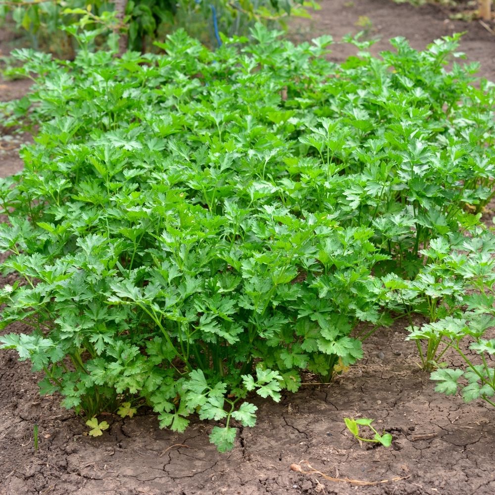 Persil à feuilles Plat Gigante d'Italia BIO main product photo
