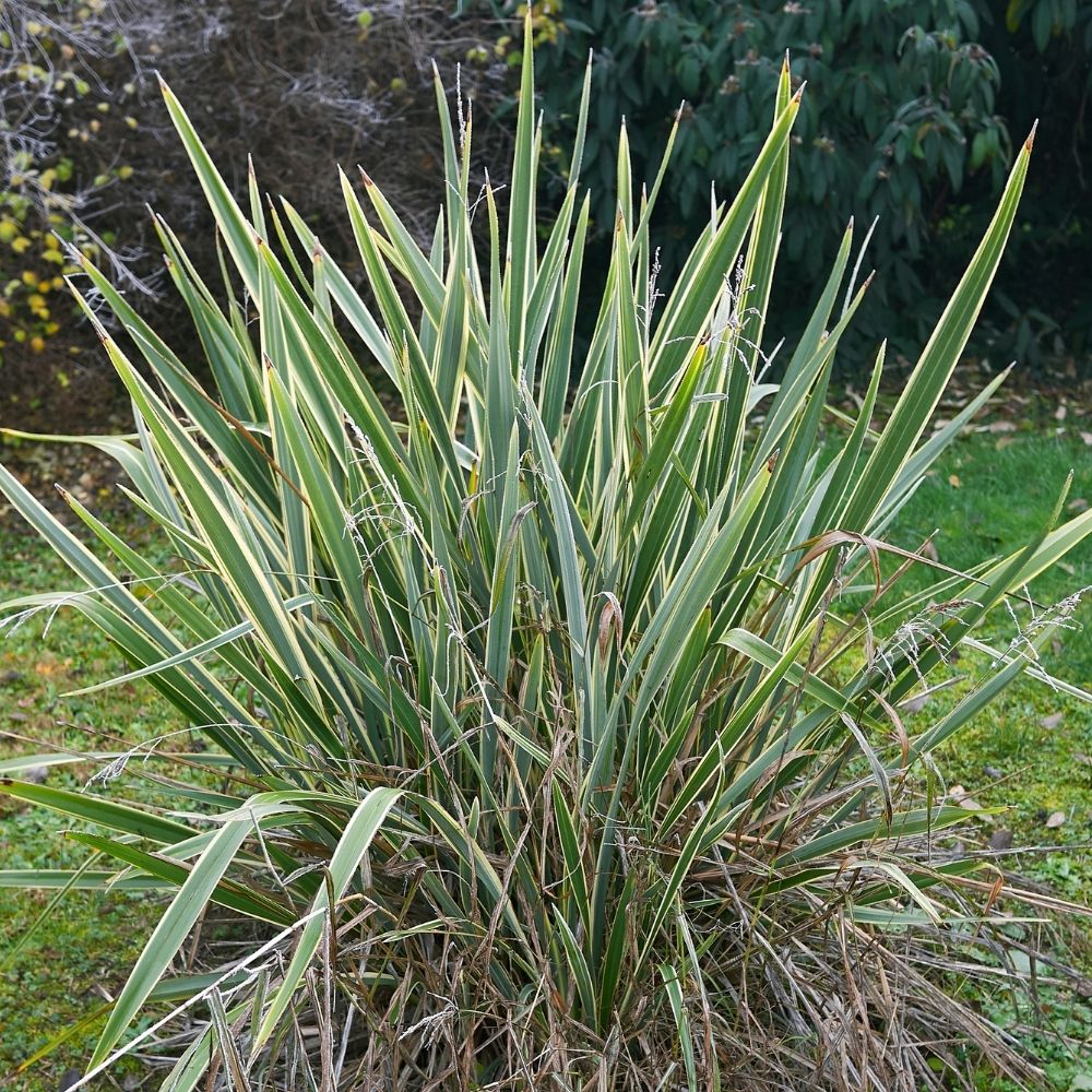 Lin de Nouvelle Zélande panaché ou Phormium tenax ‘Variegatum’ main product photo