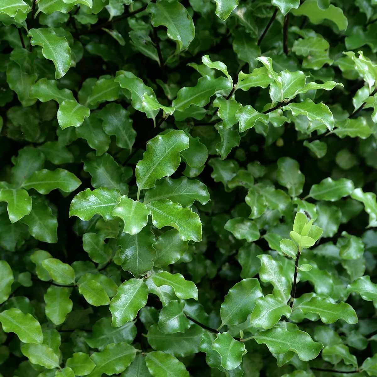 Pittosporum 'Emerald Dome' main product photo