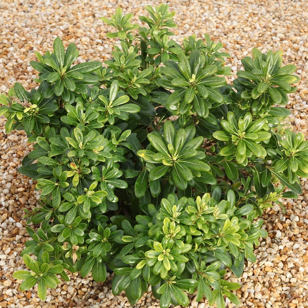 Pittosporum tobira ‘Nana’ ou pittospore nain du Japon main product photo