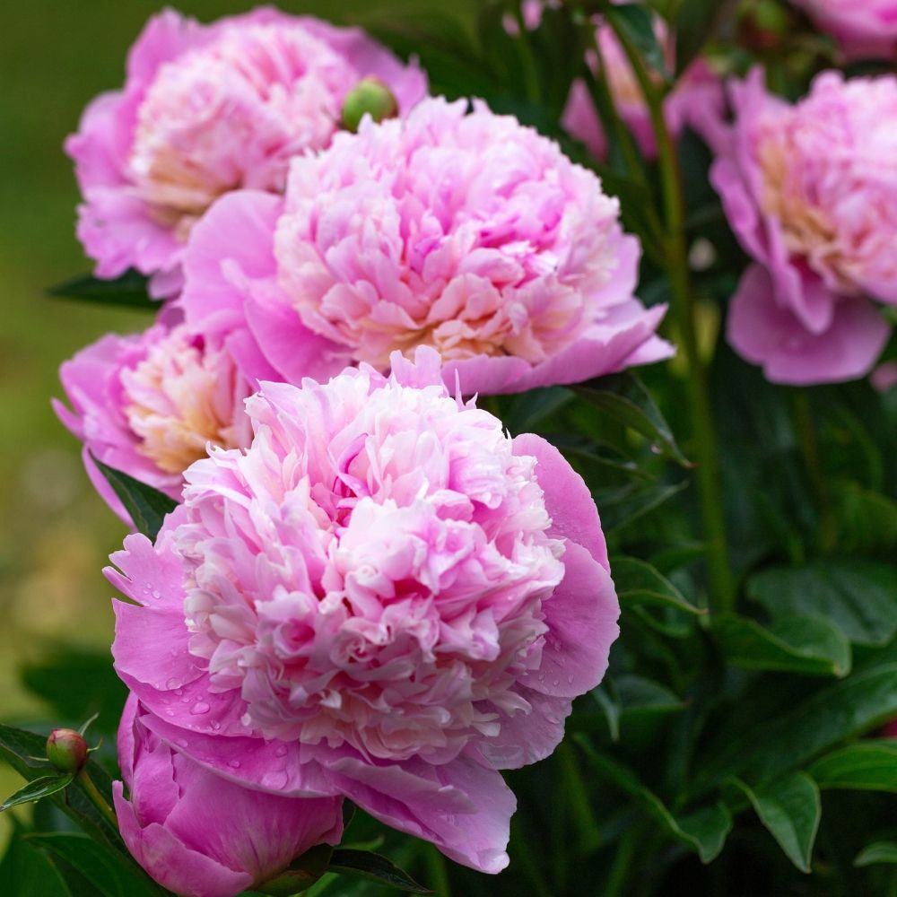 Pivoine lactiflora hybride Sorbet main product photo