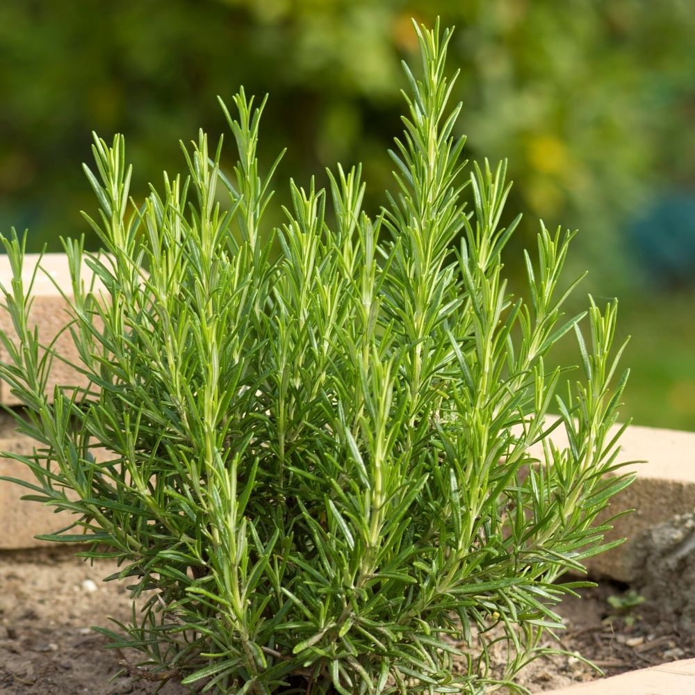 Plant de Romarin main product photo