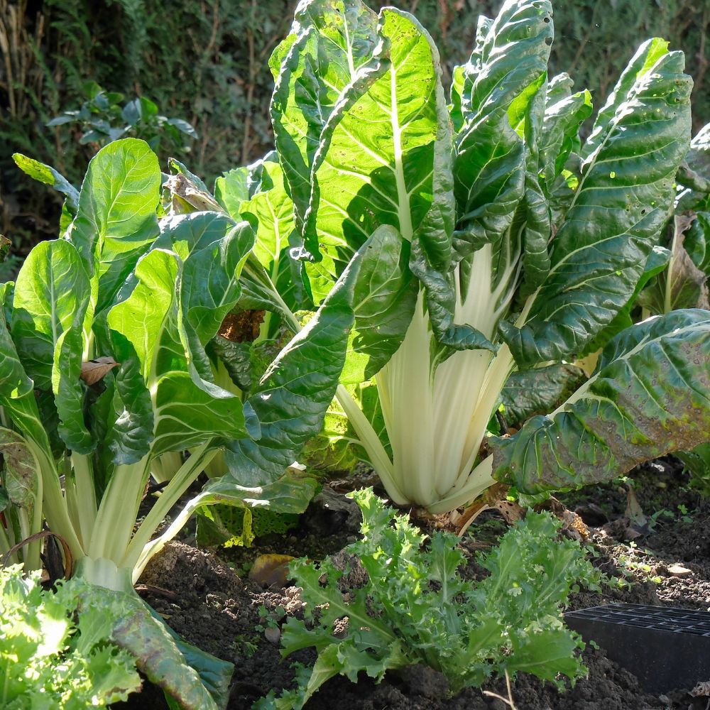 Poirée Verte à Carde Blanche 3 main product photo