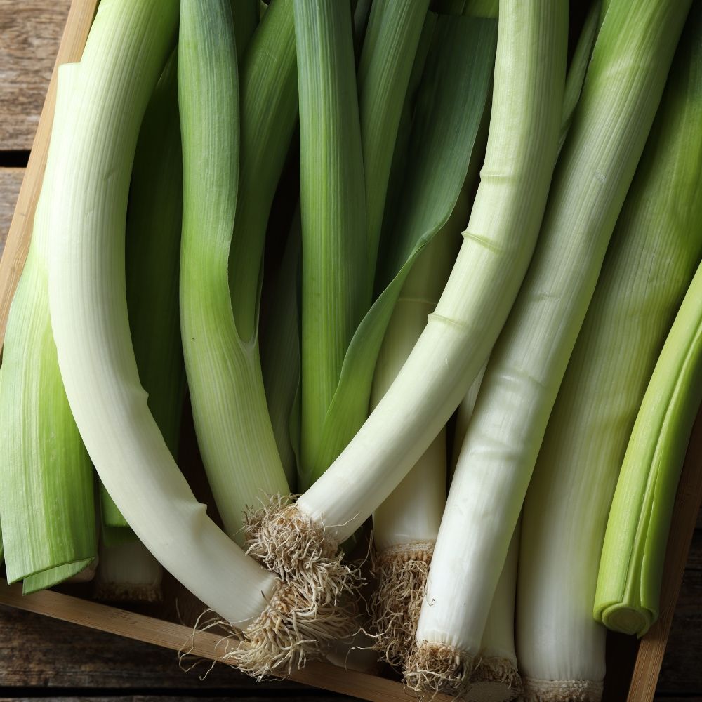 Poireau d'hiver 2 race Vernor main product photo