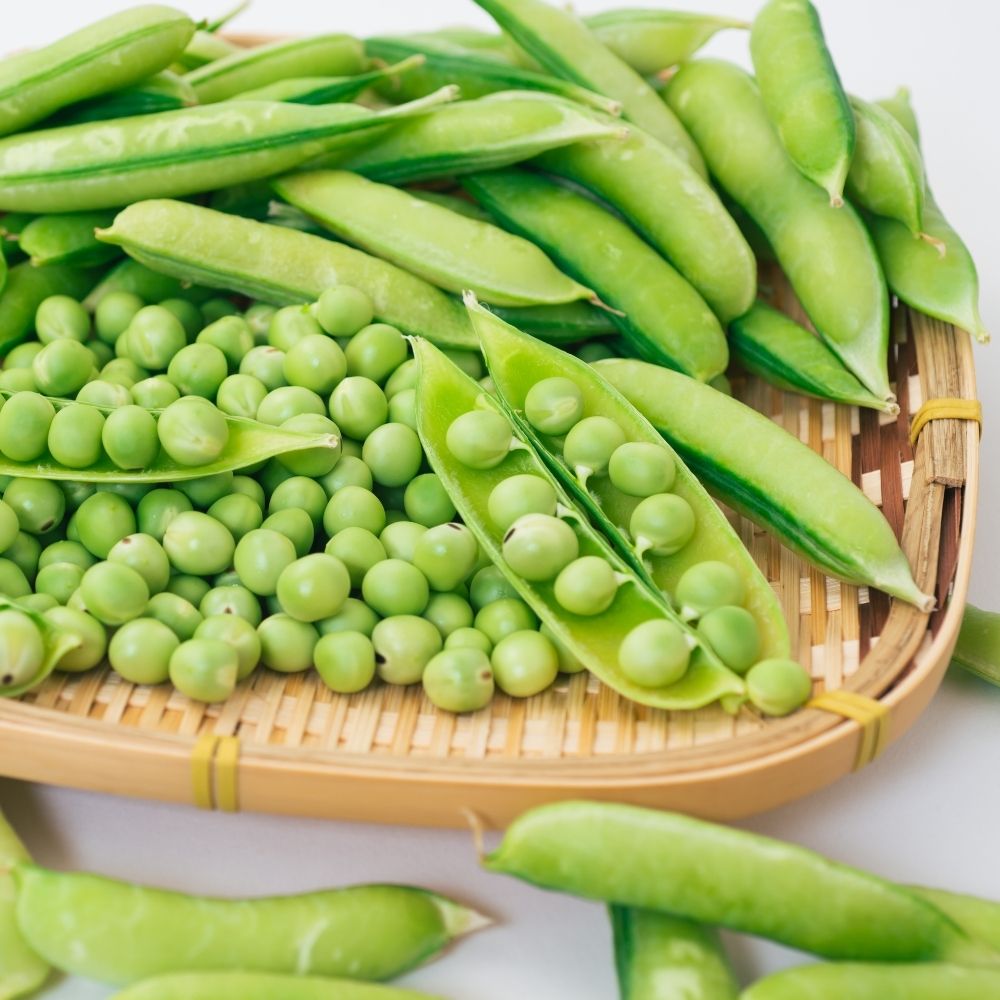 Pois à grains ronds nain Précovil main product photo