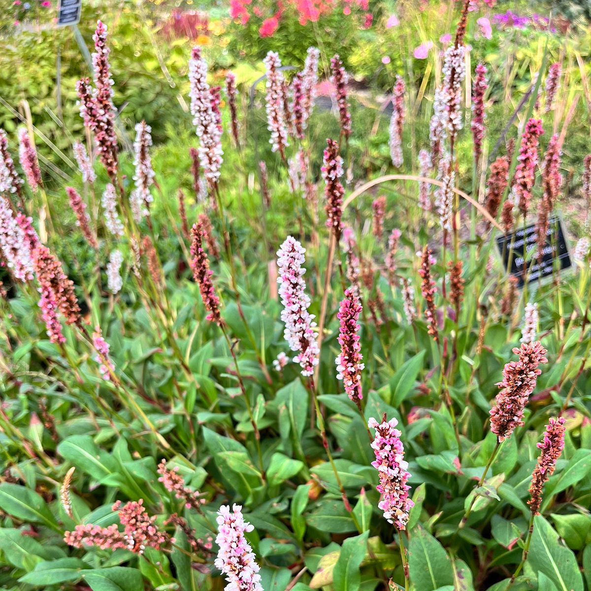 Renouée Darjeeling Red main product photo