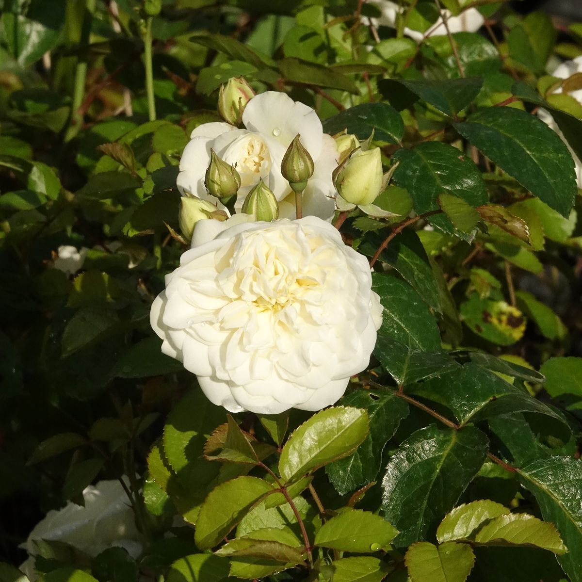 Rosier buisson MARINA PICASSO ® Meidyceus main product photo