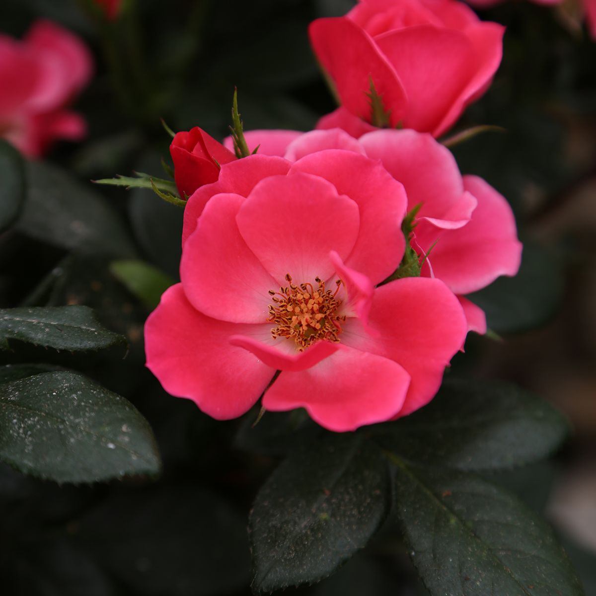 Rosier miniature Zepeti Pink Glow main product photo