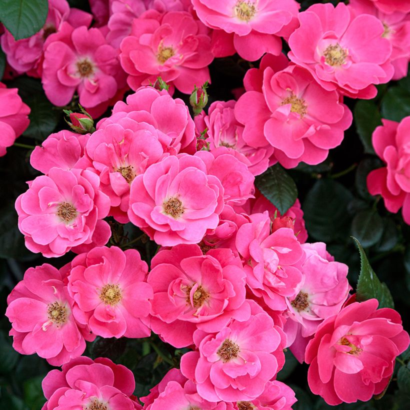 Rosier paysager Hot Pink MEIDILAND® Sprogreatpink main product photo