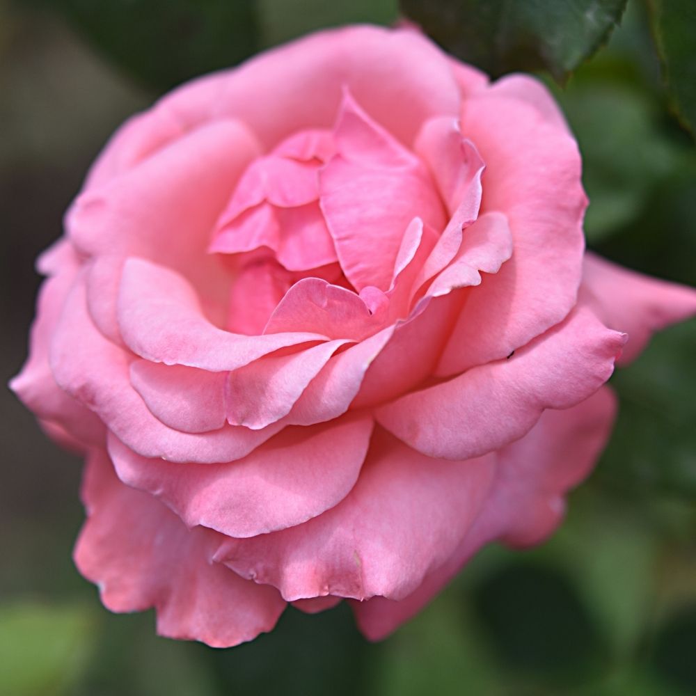 Rosier buisson Queen Elizabeth main product photo