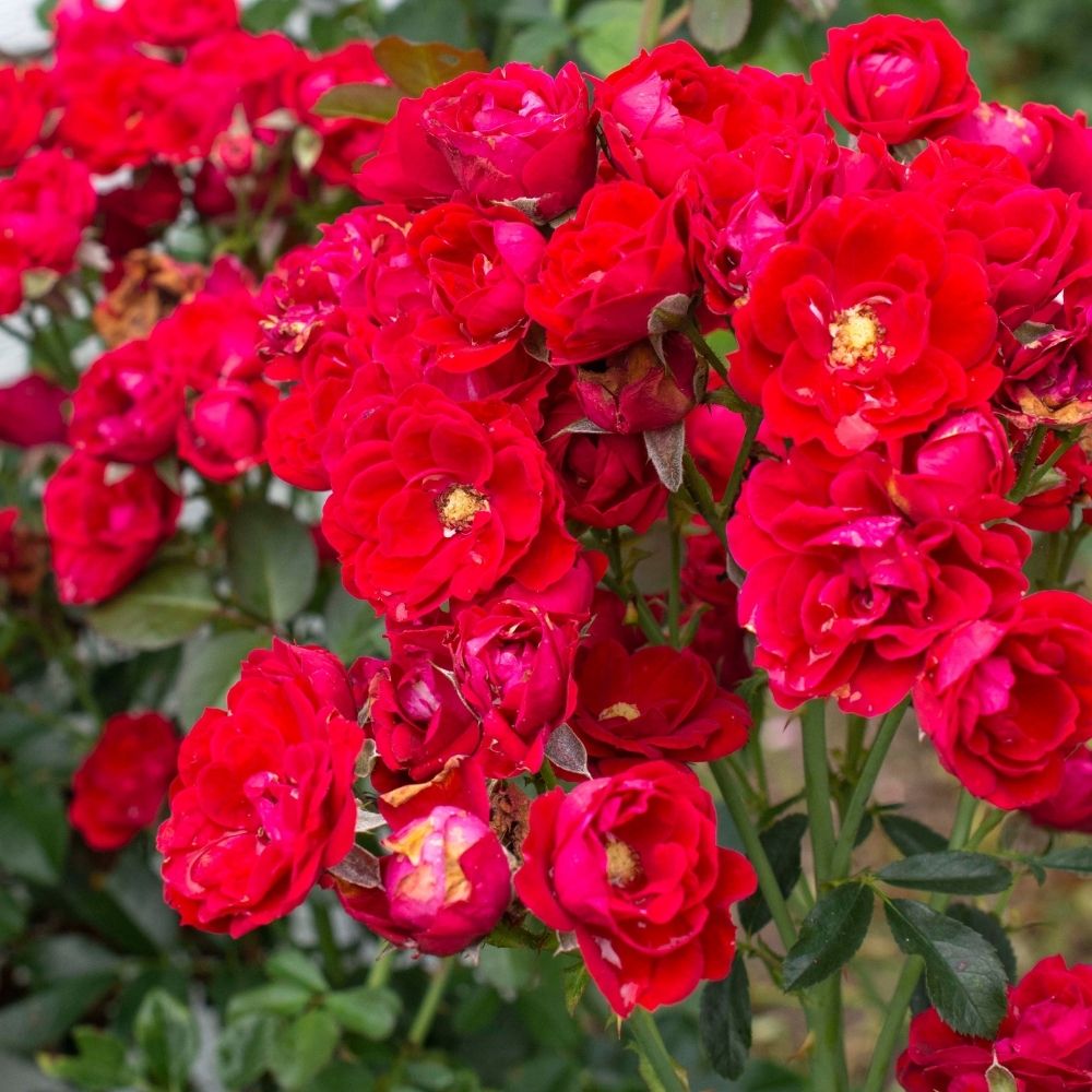 Rosier Tige MOULIN ROUGE ® Meitraligh main product photo
