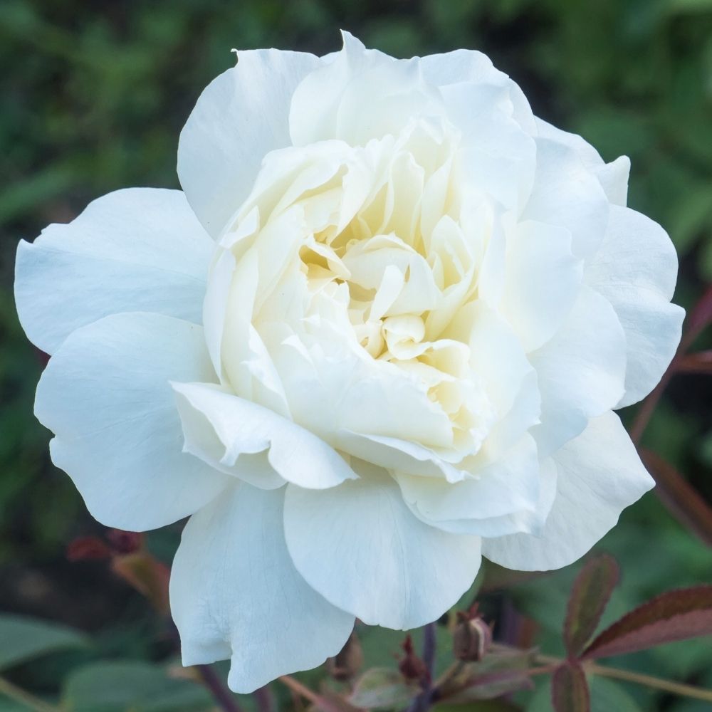 Rosier ancien Boule de Neige main product photo