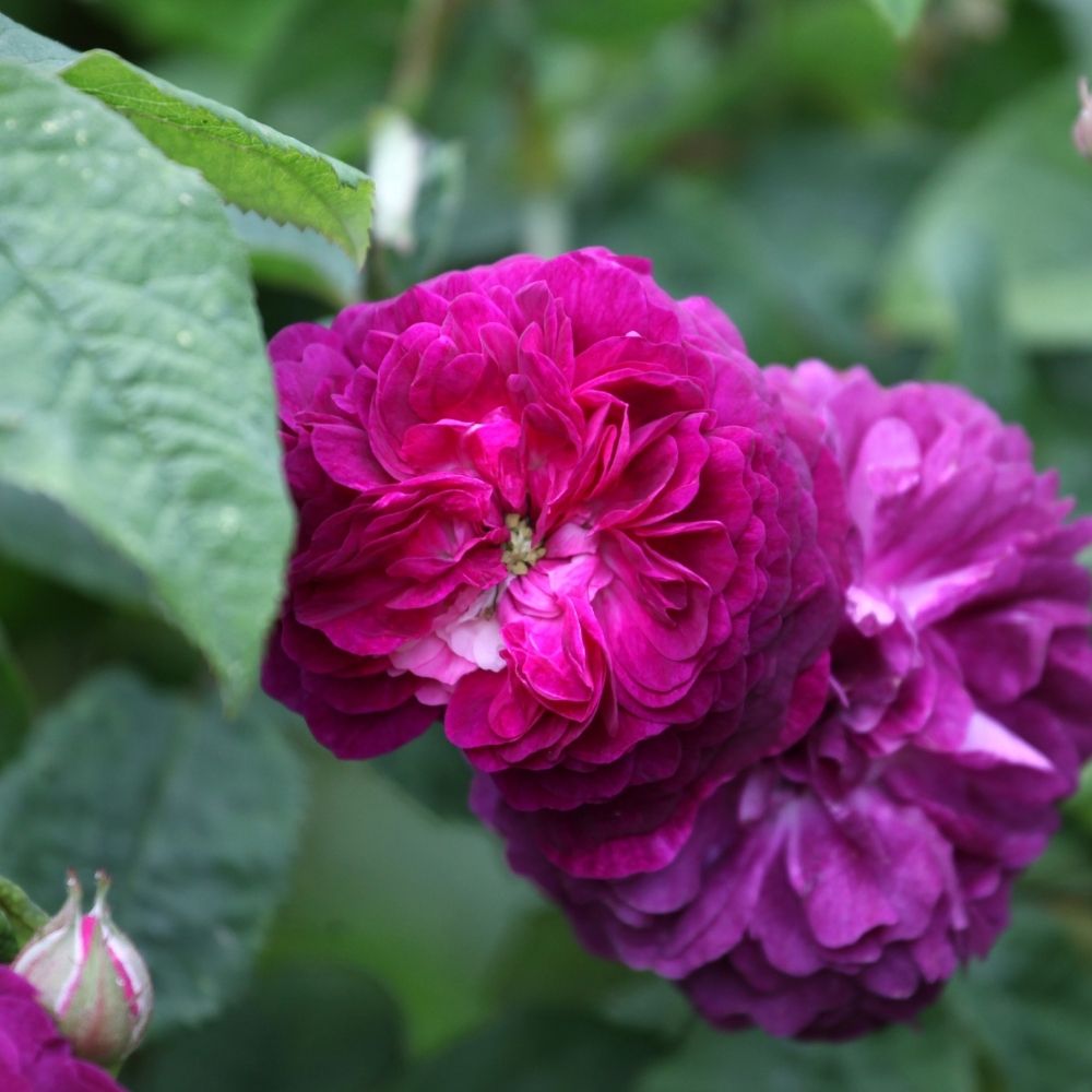 Rosier ancien Cardinal de Richelieu (1840) main product photo