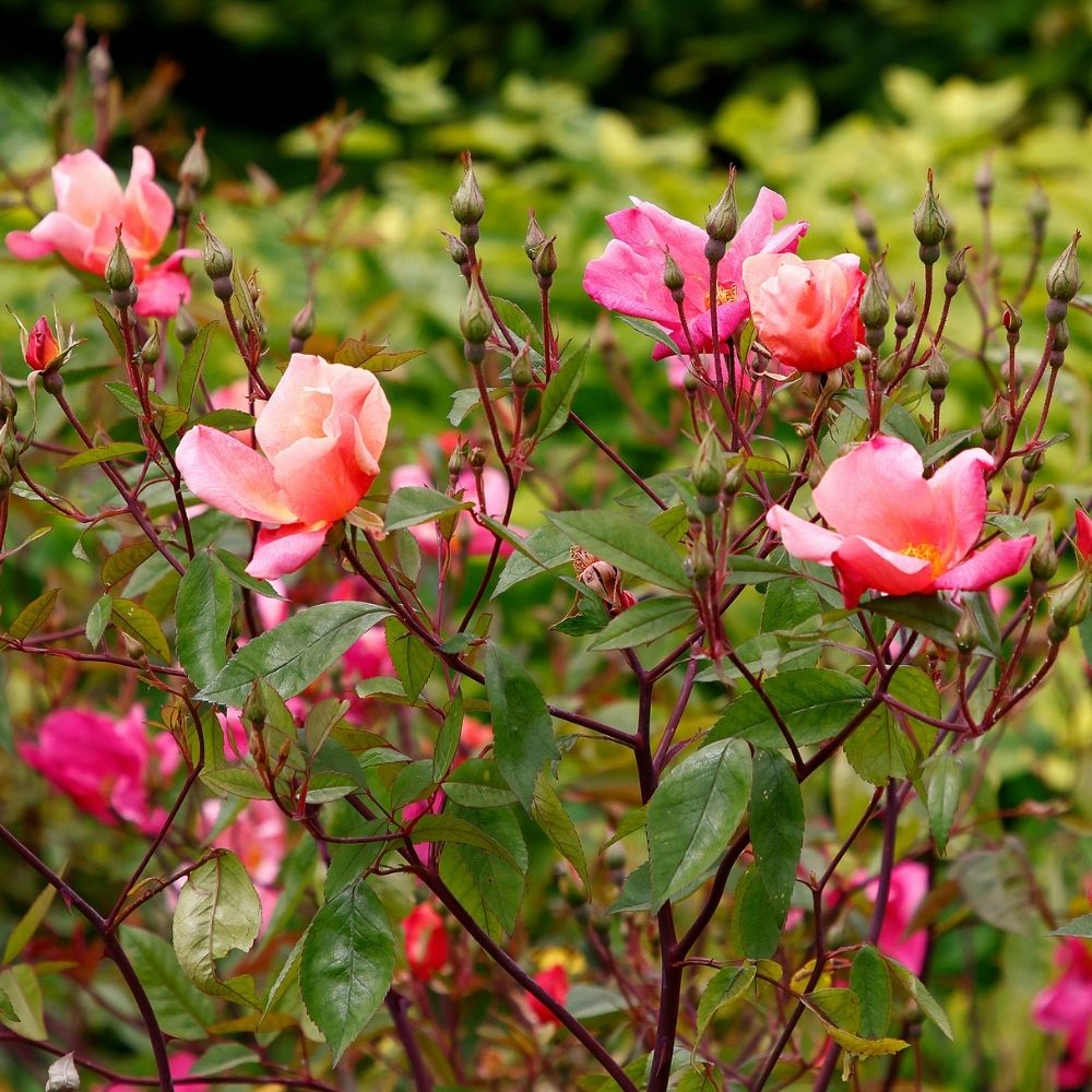 Rosier ancien de Chine Mutabilis main product photo